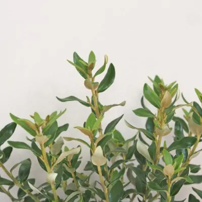 Olearia x haastii Olearia haastii krik