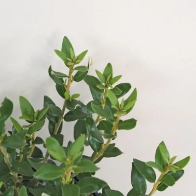 Olearia haastii krik