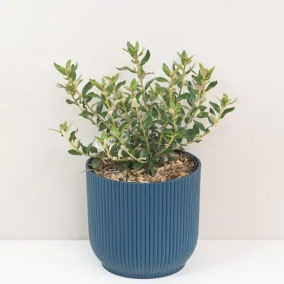 Olearia haastii krik