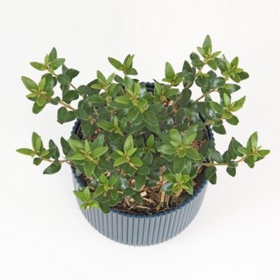 Olearia haastii krik