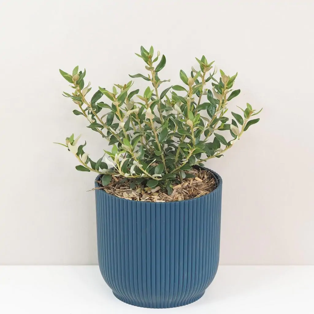 Olearia x haastii