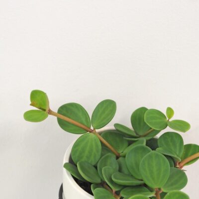 Peperomia tetraphylla ‘Hope’ stredná peperomia tetraphylla hope tahava nenarocna rastlina bezpecna pre zvierata plantizia