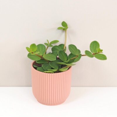 Peperomia tetraphylla ‘Hope’ stredná peperomia tetraphylla hope tahava nenarocna rastlina bezpecna pre zvierata plantizia