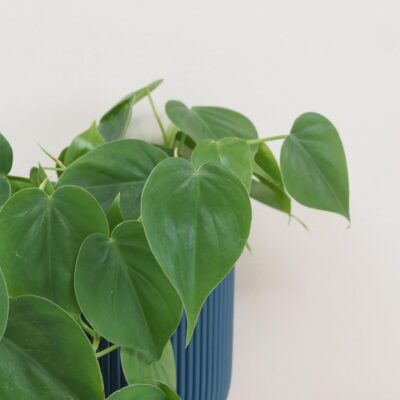 Philodendron cordatum veľký philodendron cordatum tahava nenarocna izbova rastlina