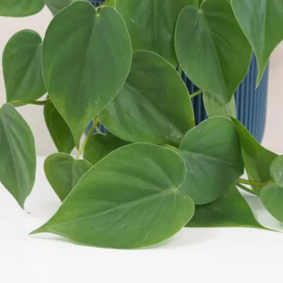 Philodendron cordatum veľký philodendron cordatum tahava nenarocna izbova rastlina