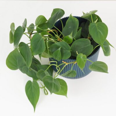 Philodendron cordatum veľký philodendron cordatum tahava nenarocna izbova rastlina