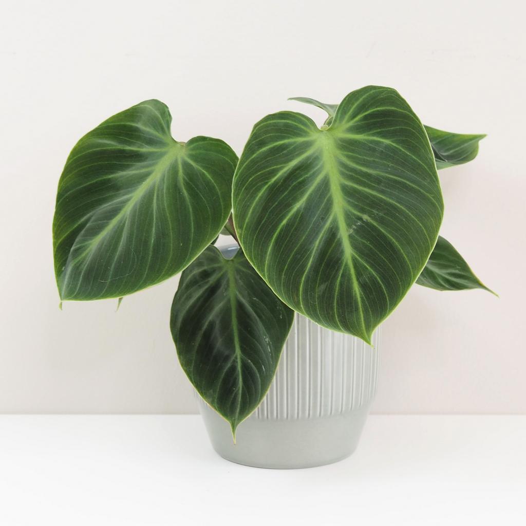 Philodendron ‘El Choco Red’