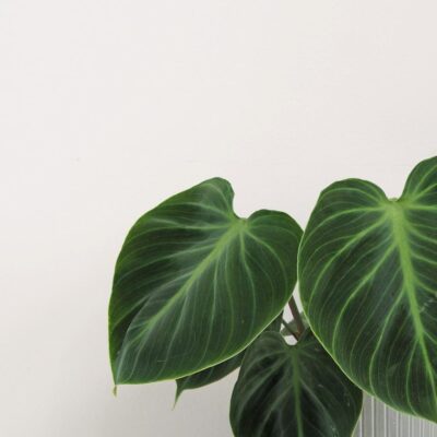 Philodendron ‘El Choco Red’ Philodendron El Choco Red zaujimava izbova rastlina