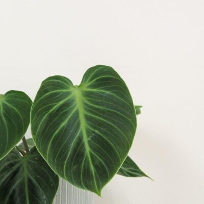 Philodendron ‘El Choco Red’ Philodendron El Choco Red zaujimava izbova rastlina