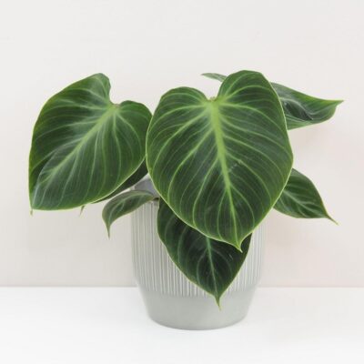 Philodendron ‘El Choco Red’ Philodendron El Choco Red zaujimava izbova rastlina
