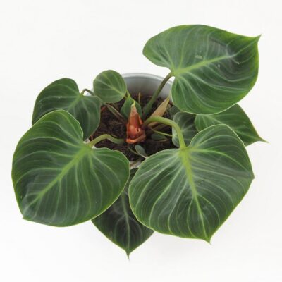 Philodendron ‘El Choco Red’ Philodendron El Choco Red zaujimava izbova rastlina