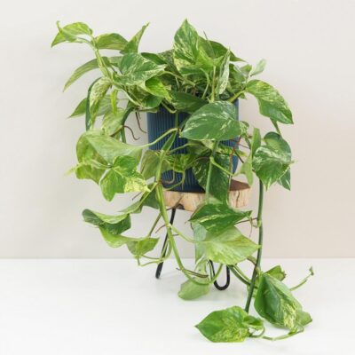 Pothos Epipremnum Marble Queen tahava zelena izbova rastlina