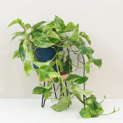 Pothos Epipremnum Marble Queen tahava zelena izbova rastlina