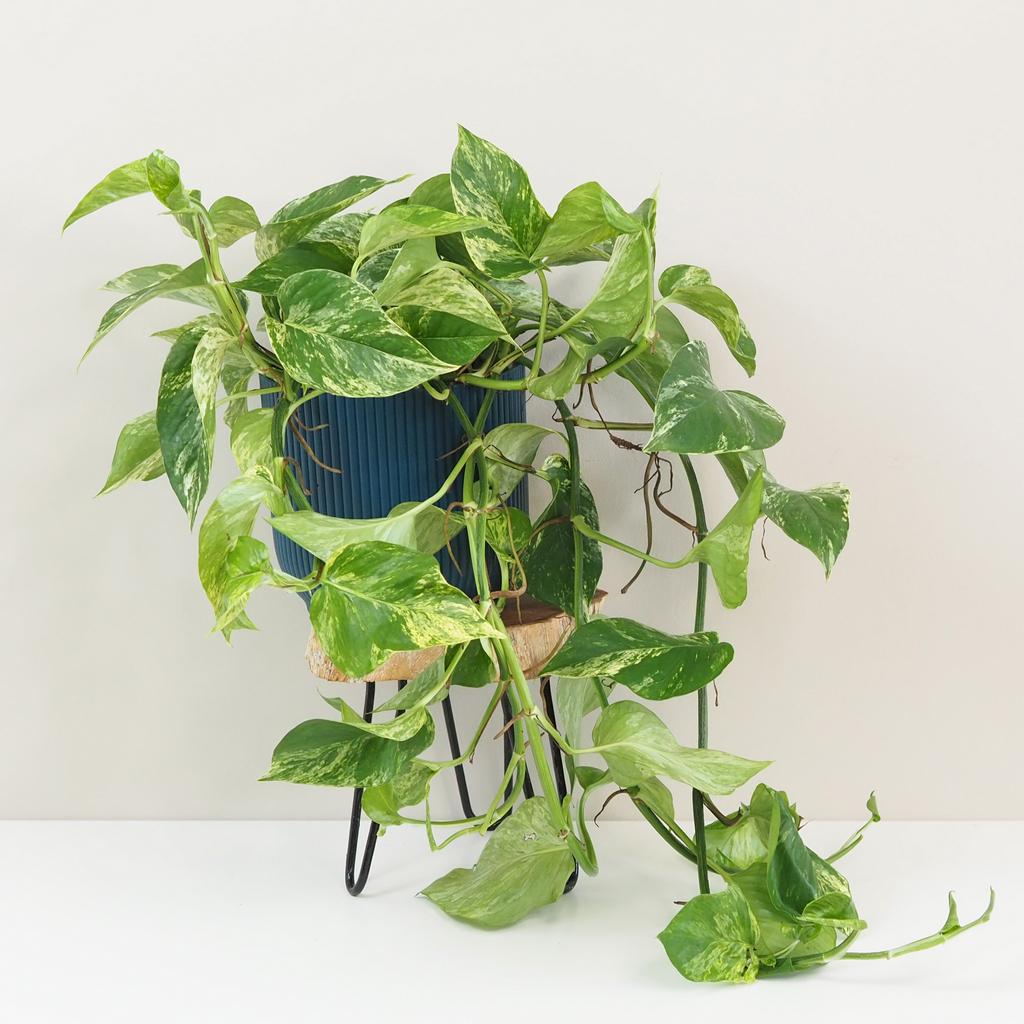 Pothos Epipremnum ‘Marble Queen’ maxi