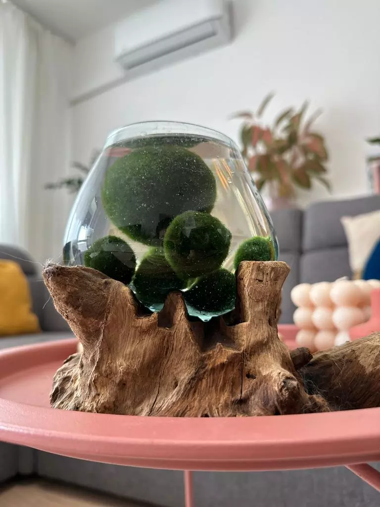 riasogule v akvariu rasokoule marimo moss