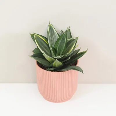 Sansevieria hahnii Diamond svokrine jazyky nenarocna izbova rastlina