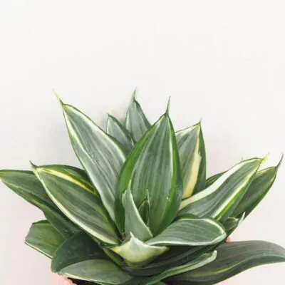 Sansevieria hahnii Diamond svokrine jazyky nenarocna izbova rastlina