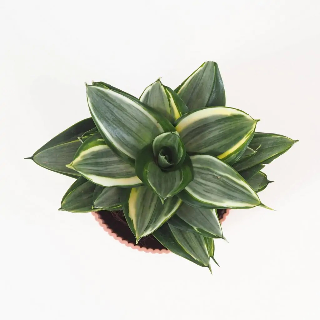 Sansevieria hahnii ‘Diamond’