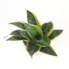 Sansevieria hahnii ‘Ocean Star’ Sansevieria hahnii Ocean Star male svokrine jazyky