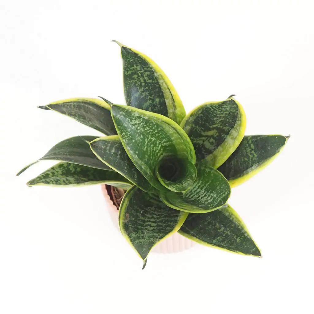 Sansevieria hahnii ‘Ocean Star’