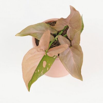 Syngonium podophyllum ‘Pink Splash’ malé syngonium pink splash ruzove