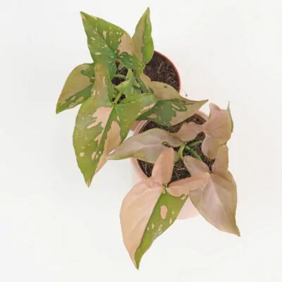 Syngonium podophyllum ‘Pink Splash’ malé syngonium pink splash ruzove