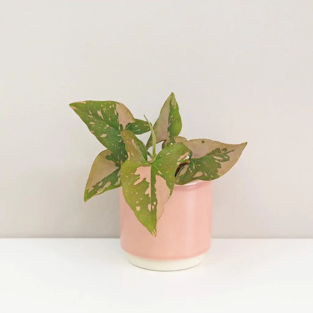 Syngonium podophyllum ‘Pink Splash’ malé