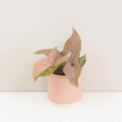 Syngonium podophyllum ‘Pink Splash’ malé syngonium pink splash ruzove