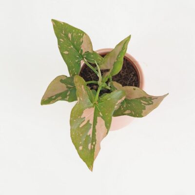 Syngonium podophyllum ‘Pink Splash’ malé syngonium pink splash ruzove