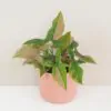 syngonium pink splash ruzove