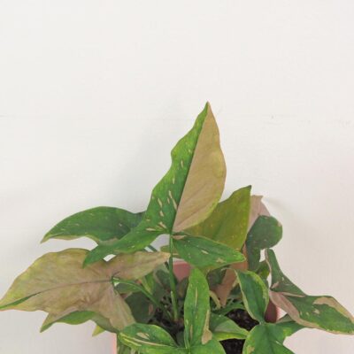 syngonium pink splash ruzove