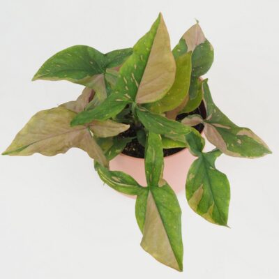 syngonium pink splash ruzove