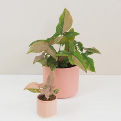 Syngonium podophyllum ‘Pink Splash’ syngonium pink splash ruzove