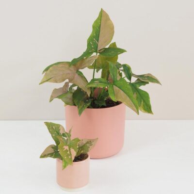 Syngonium podophyllum ‘Pink Splash’ syngonium pink splash ruzove