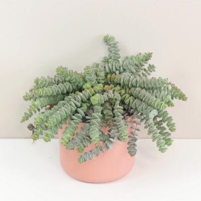 Tučnolist Crassula marnieriana Hottentot tahavy sukulent