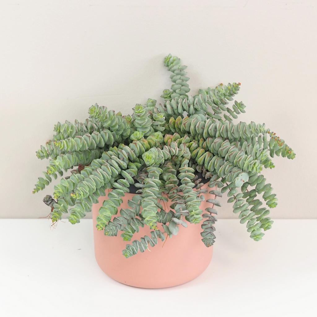 Tučnolist / Crassula marnieriana ‘Hottentot’ veľká