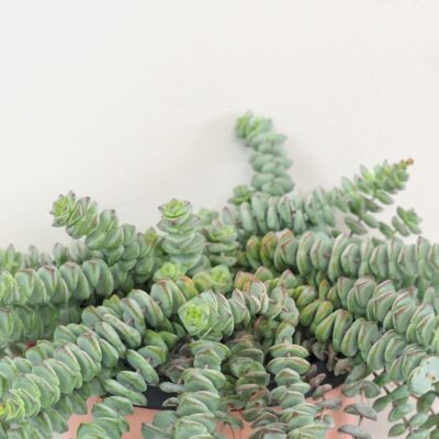 Tučnolist / Crassula marnieriana ‘Hottentot’ veľká Tučnolist Crassula marnieriana Hottentot tahavy sukulent