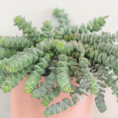 Tučnolist / Crassula marnieriana ‘Hottentot’ veľká Tučnolist Crassula marnieriana Hottentot tahavy sukulent