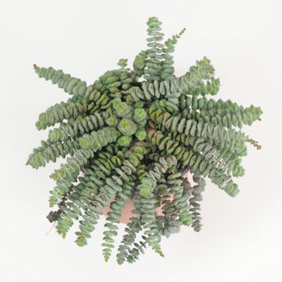 Tučnolist / Crassula marnieriana ‘Hottentot’ veľká Tučnolist Crassula marnieriana Hottentot tahavy sukulent