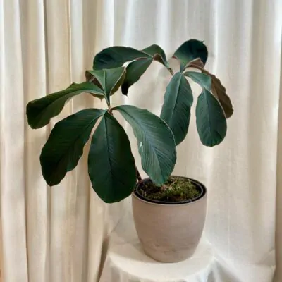 Zmijovec / Amorphophallus atroviridis veľký Zmijovec / Amorphophallu atroviridis
