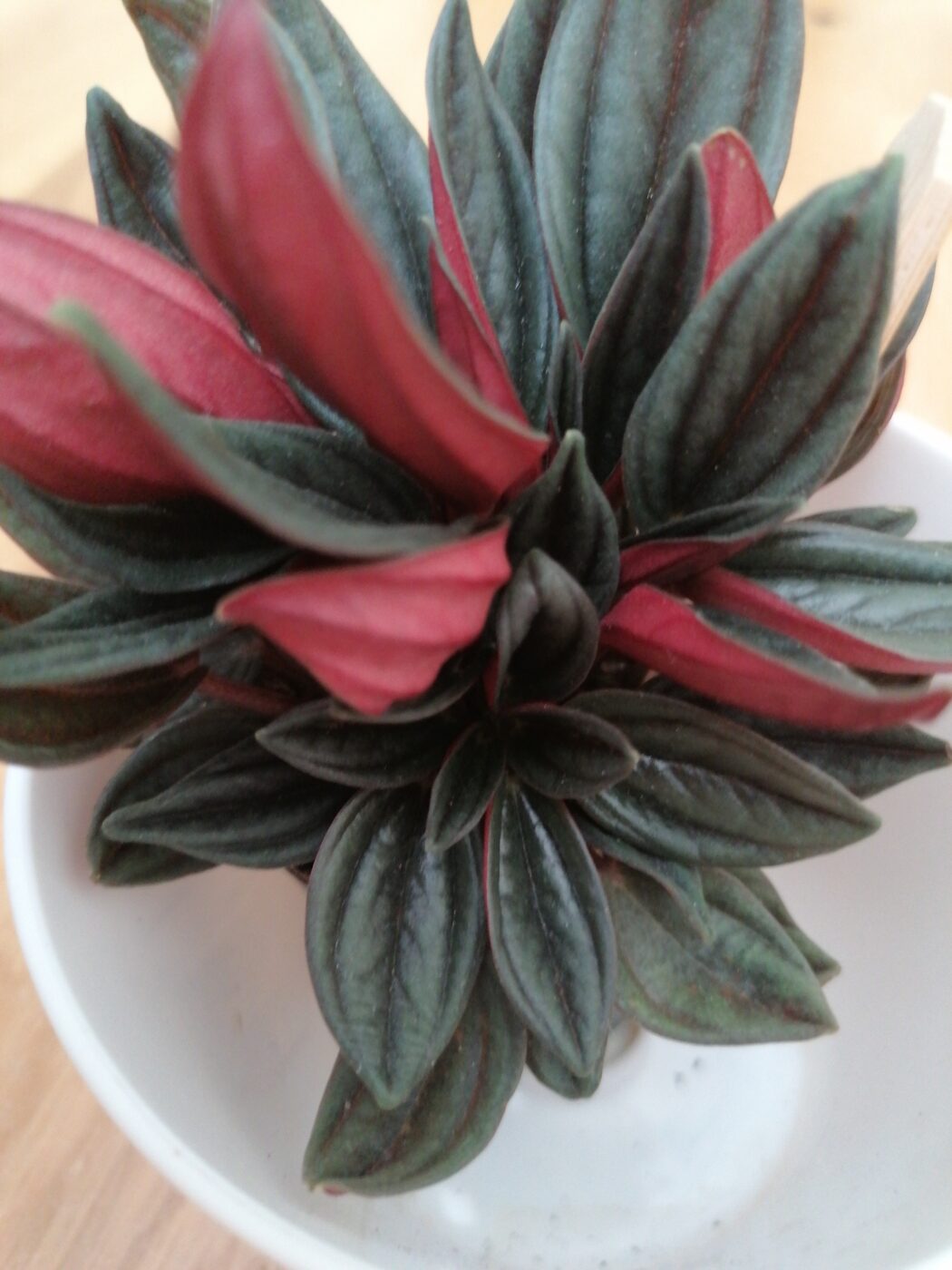 Image #1 from Peperomia rosso