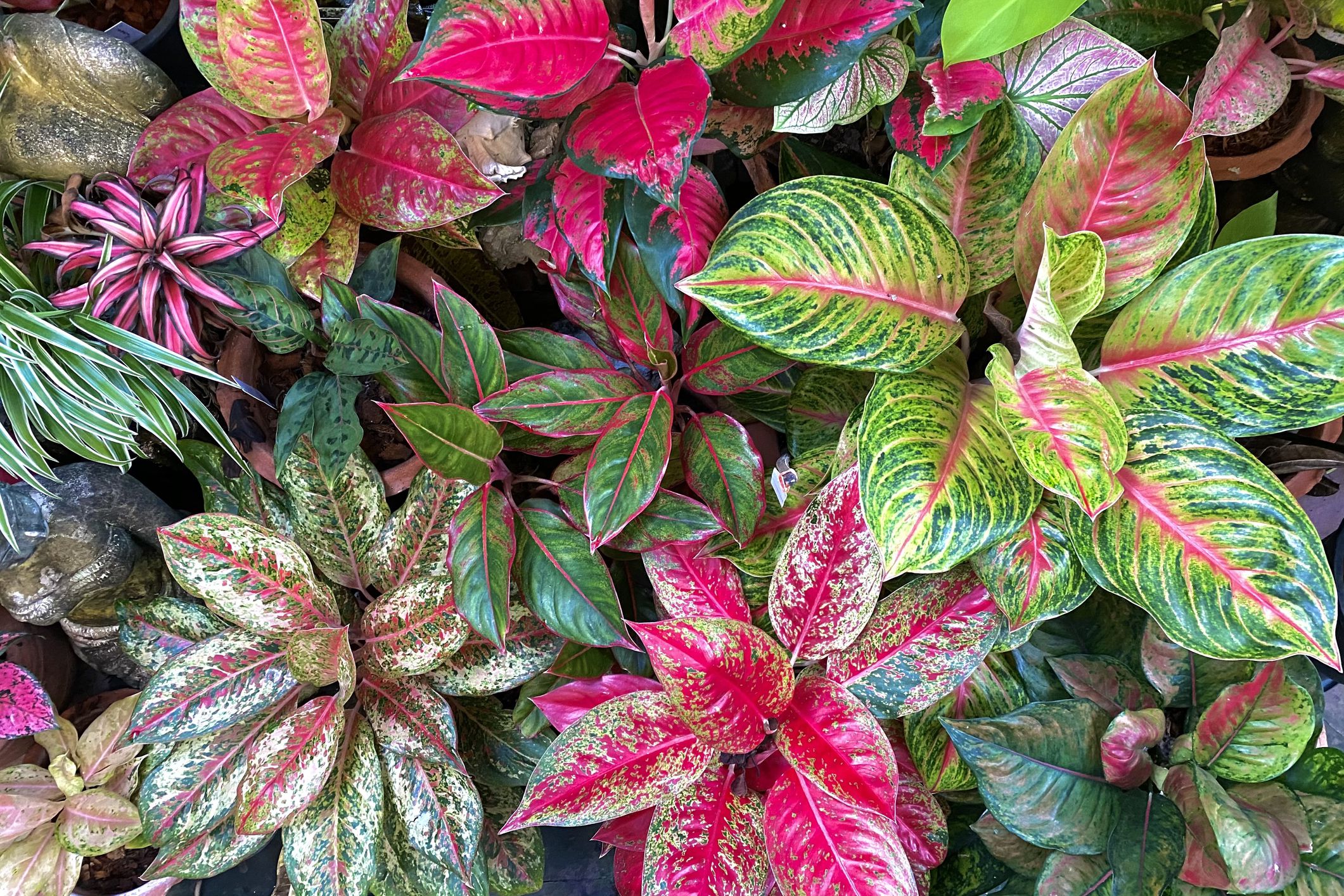 aglaonema farebne nenarocne izbove rastliny vhodne pre zaciatocnikov