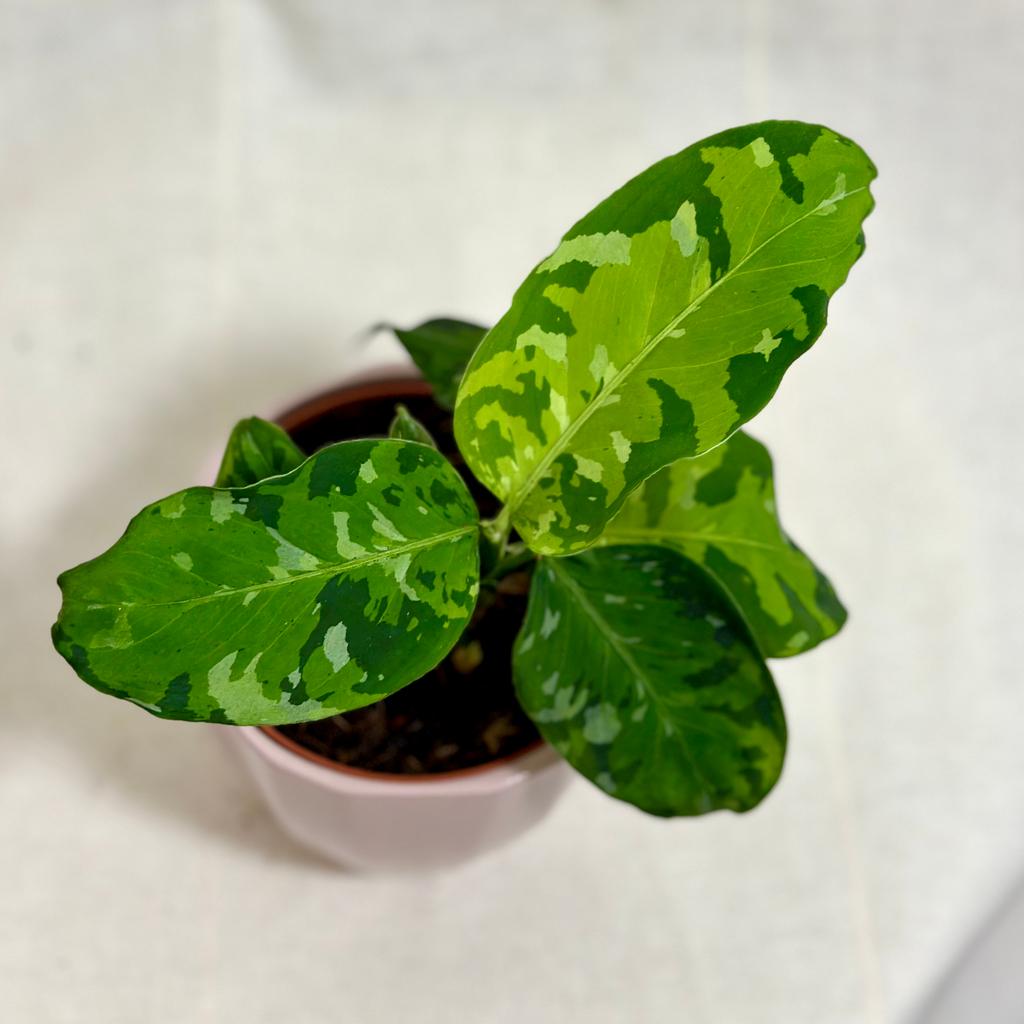 Aglaonema pictum ‘Tricolor’