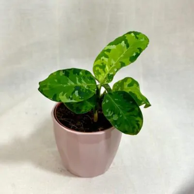 Aglaonema pictum ‘Tricolor’ Aglaonema pictum Tricolor raritna izbova rastlina