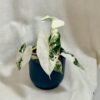 Alocasia micholitziana ‘Frydek’ variegata alocasia frydek variegata panasovana