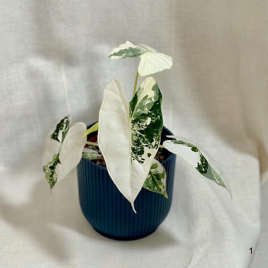 Alocasia micholitziana ‘Frydek’ variegata