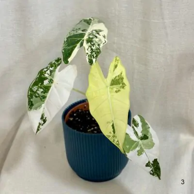 alocasia frydek variegata panasovana