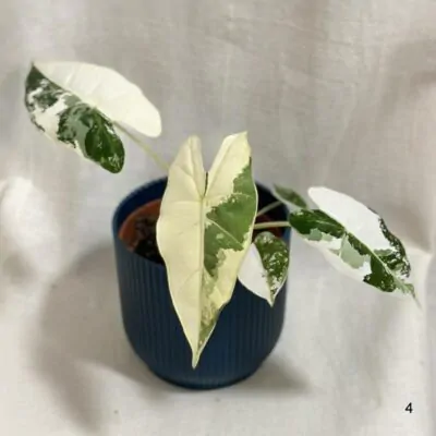 alocasia frydek variegata panasovana