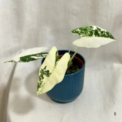 Alocasia micholitziana ‘Frydek’ variegata alocasia frydek variegata panasovana