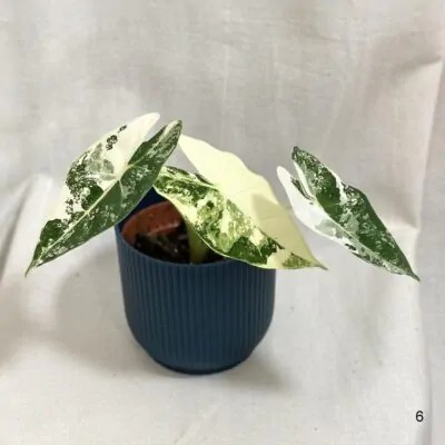 Alocasia micholitziana ‘Frydek’ variegata alocasia frydek variegata panasovana
